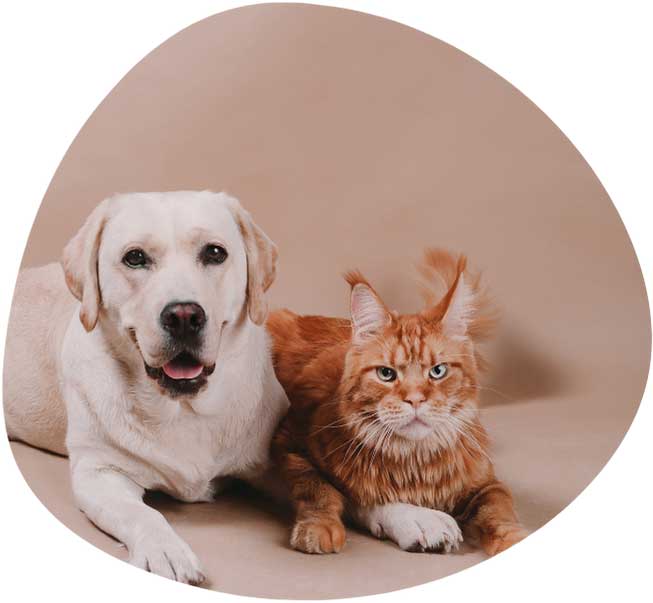 Energetická očista mazlíčků, zvířat